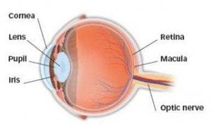 Eye Anatomy