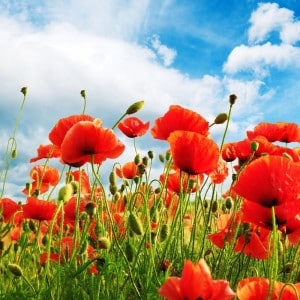 9027830 - poppies on green field